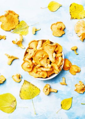 Taze yabani mantar chanterelles, sonbahar yaprakları ile mavi arka plan görünüm top