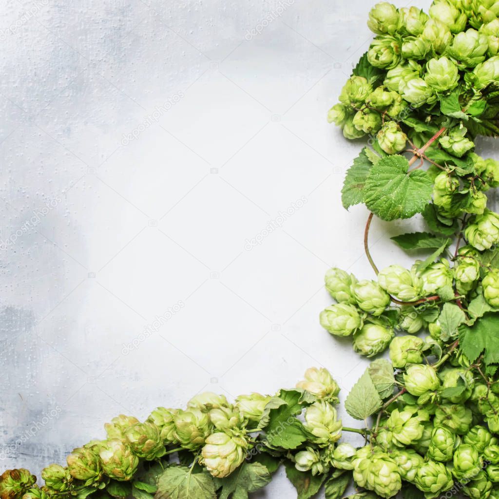 Green hop cones, gray background, top view