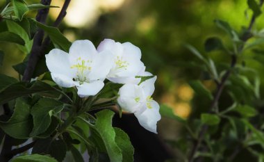 Çiçek açması elma ağacı, bulanık bahar arka plan, görüntü, seçici odak tonda