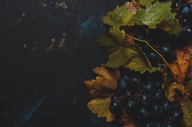 Mavi şarap üzüm asma ve yaprakları, siyah arka plan, en iyi manzaralı