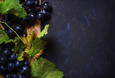Mavi şarap üzüm asma ve yaprakları, siyah arka plan, en iyi manzaralı