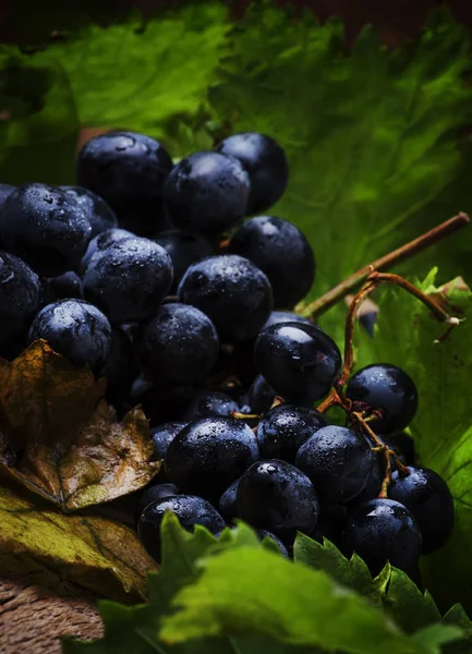 Blå Vindruvor Med Vinstockar Och Gröna Blad Rustika Stilleben Vintage — Stockfoto