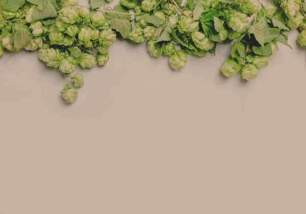 Κώνοι Λυκίσκου Πράσινο Γκρι Φόντο Κάτοψη — Φωτογραφία Αρχείου