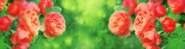 Φλοράλ Καλοκαίρι Banner Φυσικό Υπόβαθρο Ροζ Τριαντάφυλλα Διάστημα Αντίγραφο Επιλεκτική — Φωτογραφία Αρχείου