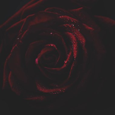 Kırmızı gül, koyu arka plan, sığ derinlik-in tarla