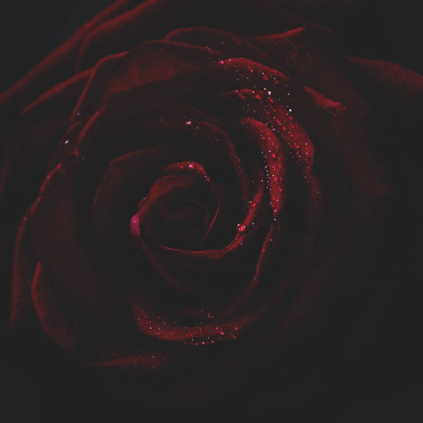 Red rose, dark background, shallow depth of field