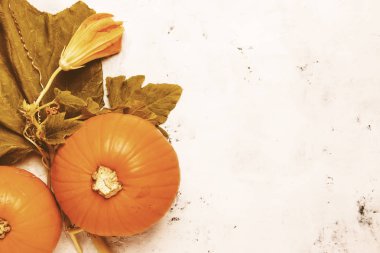 Kabaklar ve yaprakları, gri tablosudur, üstten görünüm, metin için yer ile sonbahar arka plan