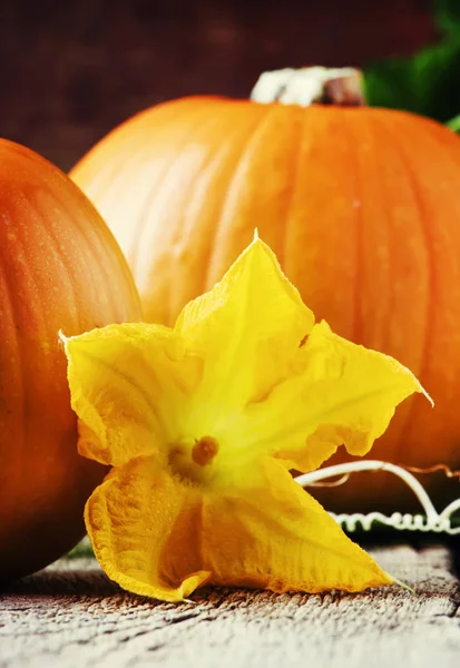 Herfst Oogst Van Pompoenen Met Bloemen Bladeren Oude Houten Tafel — Stockfoto