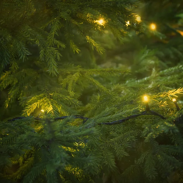 Vagy Karácsonyi Fenyő Háttér Zöld Karácsonyfa Lámpák Sárga Bokeh Szelektív — Stock Fotó