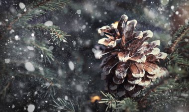Noel ve yeni yıl kar arka plan ile şenlikli ağaç, çam kozalakları, seçici odak bulanık
