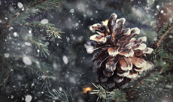 圣诞节或新年模糊雪背景与节日杉木树和松树锥 选择性焦点 — 图库照片