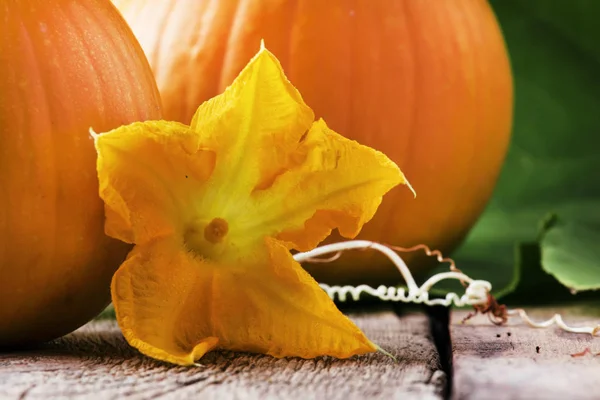 Herbsternte Der Kürbisse Mit Blüten Und Blättern Alter Holztisch Stilleben — Stockfoto