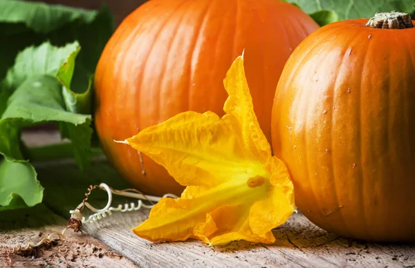 Herbsternte Der Kürbisse Mit Blüten Und Blättern Alter Holztisch Stilleben — Stockfoto