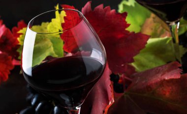 Pinot noir üzüm büyük gözlük kuru kırmızı şarap, kırmızı ve sarı sonbahar natürmort yaprakları koyu arka plan, düşük anahtar, seçici odak