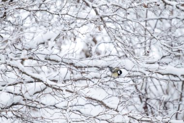 Kar yağışı. Ağaçların dalları karla kaplıdır. Soğuk kış, sabah, karlı yatay, baştankara
