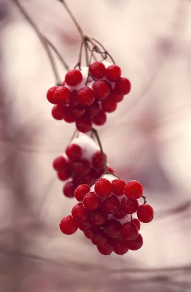 Bayas Rojas Viburnum Nieve Frío Día Invierno Después Una Nevada — Foto de Stock