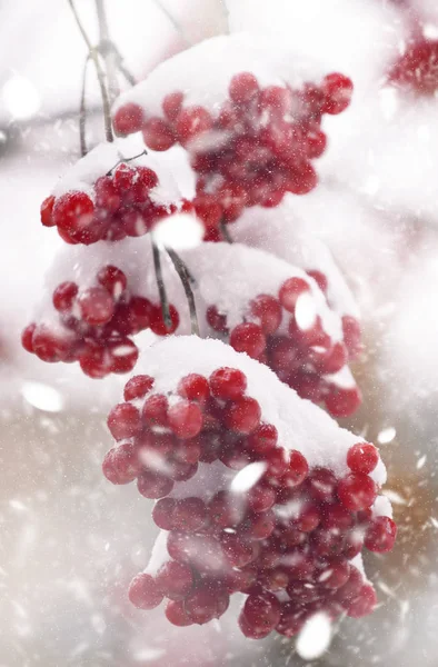 Κόκκινα Μούρα Βιβούρνο Στο Χιόνι Μια Κρύα Χειμερινή Ημέρα Μετά — Φωτογραφία Αρχείου