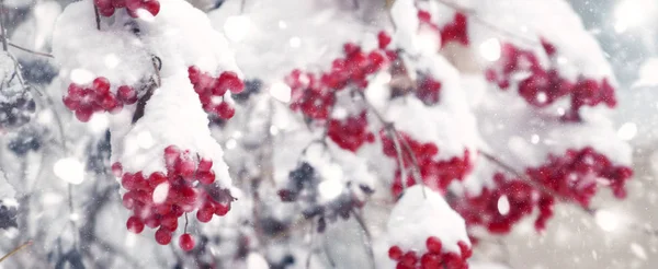 Rote Beeren Von Viburnum Schnee Ein Kalter Wintertag Nach Einem — Stockfoto