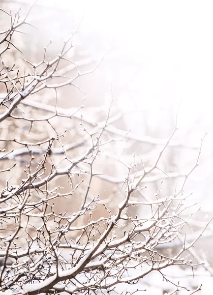 Schneefall Die Äste Der Bäume Sind Mit Schnee Bedeckt Kalter — Stockfoto