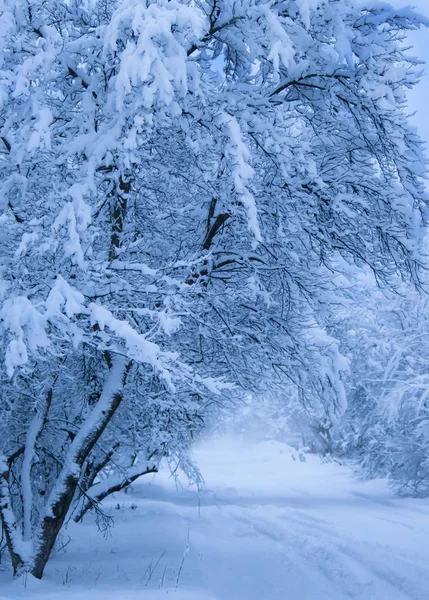 Χιονόπτωση Δρόμο Της Πόλης Δέντρα Καλυμμένα Χιόνι Μπλε Χειμωνιάτικο Πρωινό — Φωτογραφία Αρχείου