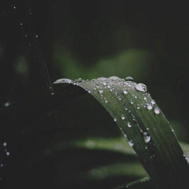 Gizemli bahar doğal arka plan çiy ile sıska üstünde koyu yeşil yaprakları açık doğa, yumuşak odak, kısmen bulanık görüntü