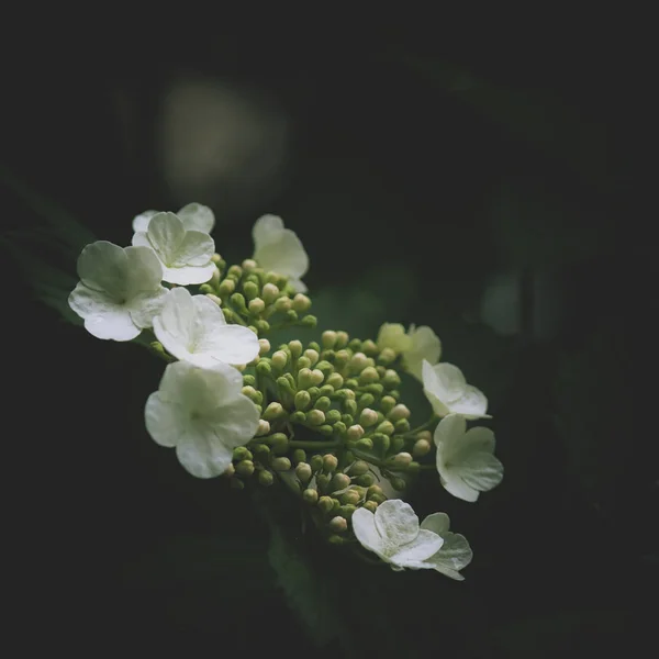 Dark Green Mysterious Spring Natural Background White Flowers Outdoor Nature — Stock Photo, Image