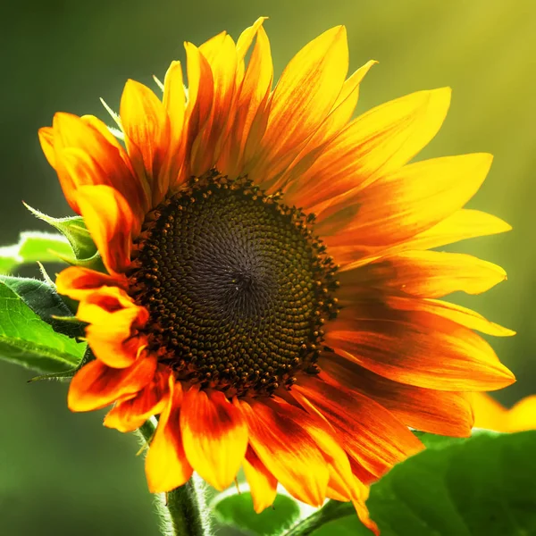 Krásné Letní Slunečnice Přírodní Rozostřené Pozadí Selektivní Fokus Malá Hloubka — Stock fotografie