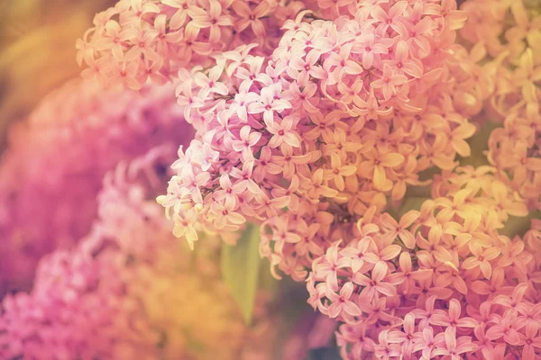 Heller Frühling Natürlicher Fliederfarbener Hintergrund Außerhalb Der Natur Weicher Fokus — Stockfoto