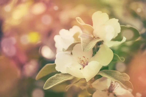 部分的に劣化画像の美しい咲くりんごの木 素敵なピンぼけ効果 屋外自然 ソフト フォーカス 春の自然な背景 — ストック写真