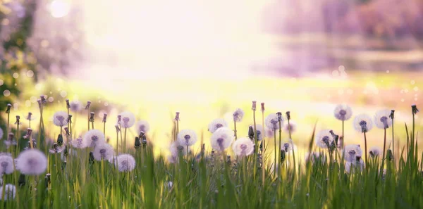 Jasne Wiosną Naturalnego Tła Kwitnący Puszyste Mlecze Poza Charakter Nieostrość — Zdjęcie stockowe