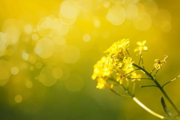 Летний Весенний Естественный Цветочный Фон Желтым Цветущим Полем Размытое Изображение — стоковое фото