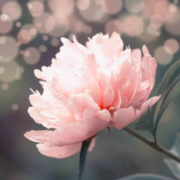 Sunny Wiosna Lub Lato Blado Niebieski Pejzaż Kwitnący Różowa Piwonia — Zdjęcie stockowe