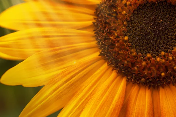 Прекрасні Літні Соняшники Природний Розмитий Фон Вибірковий Фокус Мала Глибина — стокове фото