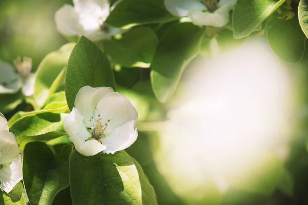 Beautiful Blooming Apple Trees Spring Natural Background Fabulous Bokeh Effect — Stock Photo, Image