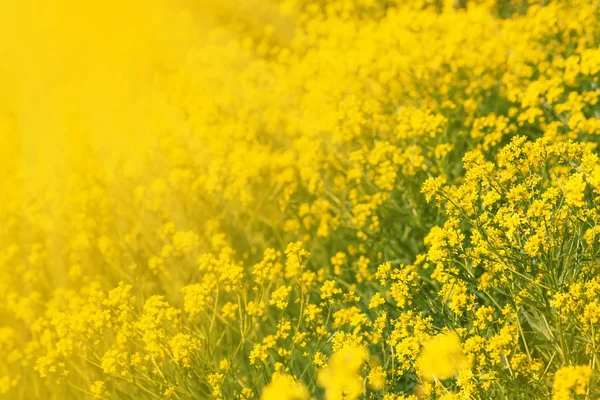 Letní Nebo Jarní Květinové Přirozená Žlutá Kvetoucí Pole Rozmazaný Obraz — Stock fotografie