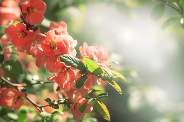 Fantastique Printemps Été Fond Rose Naturel Avec Coing Japonais Fleurs — Photo