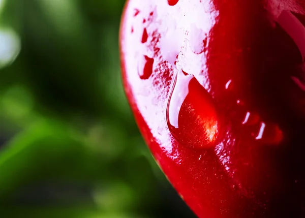 Hot red pepper on a bush with dew drops, natural background, macro shot, place for text, selective focus