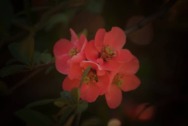 Fantastik bahar ya da yaz doğal çiçek açan Japonca ayva, metin, yer ile pembe arka plan görüntüsü, yumuşak odak bulanık.