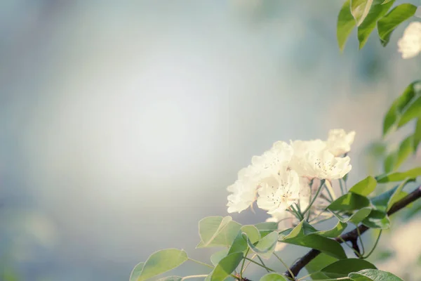 Pera Fiorita Fiori Colorati Sfondo Primavera Naturale Immagine Sfocata Spazio — Foto Stock