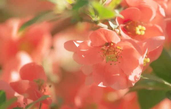 Fantastique Printemps Été Fond Rose Naturel Avec Coing Japonais Fleurs — Photo