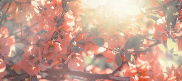 Φανταστική Άνοιξη Καλοκαίρι Φυσικό Ροζ Φόντο Ανθισμένα Ιάπωνες Κυδώνι Τόπος — Φωτογραφία Αρχείου