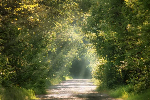 Primavera Ensolarada Paisagem Verão Parque Verde Com Estrada Bloco Foco — Fotografia de Stock