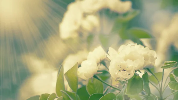 Blühende Birne Bunte Blumen Natürlicher Frühlingshintergrund Verschwommenes Bild Kopierraum Selektiver — Stockfoto