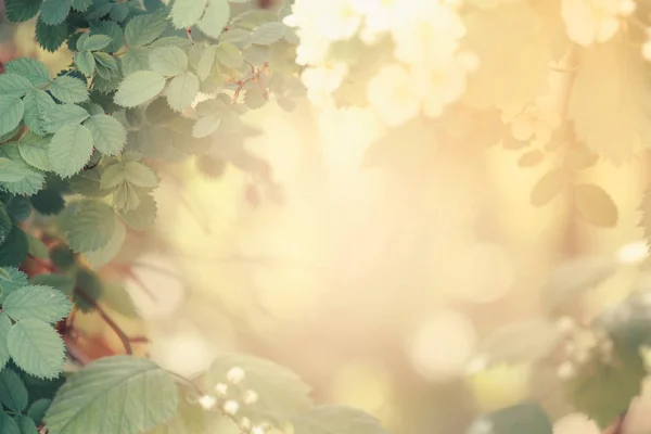 Летний Весенний Цветок Зеленый Естественный Фон Цветущий Боярышник Размытое Изображение — стоковое фото
