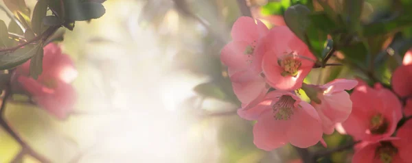 Φανταστική Άνοιξη Καλοκαίρι Φυσικό Ροζ Φόντο Ανθισμένα Ιάπωνες Κυδώνι Τόπος — Φωτογραφία Αρχείου