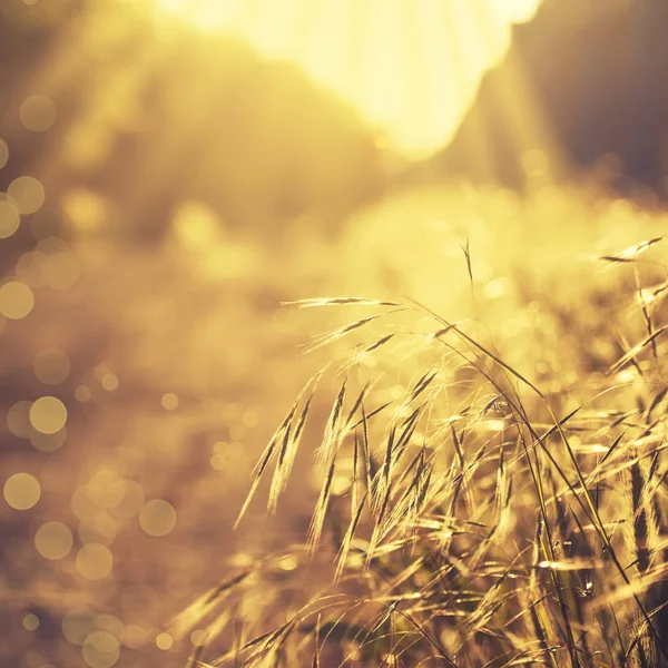 Fond Été Paysage Coucher Soleil Herbe Dans Contre Jour Image — Photo