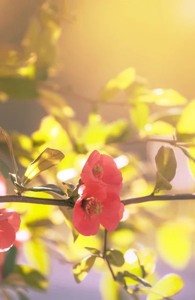Fantastický Jarní Nebo Letní Přírodní Růžové Pozadí Kvetoucí Japonská Kdoule — Stock fotografie