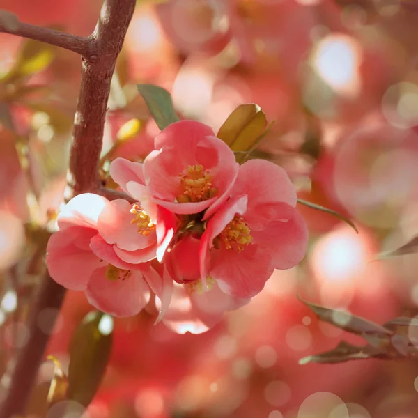 Fantastic Spring Summer Natural Pink Background Blooming Japanese Quince Place — Stock Photo, Image