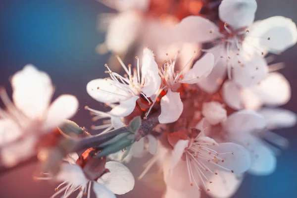 Albaricoque Floración Primavera Beatiful Flores Fondo Colorido Natural Imagen Borrosa — Foto de Stock