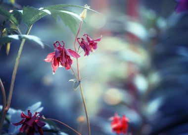 Mavi doğal yaz arka plan, bulanık görüntü, seçici odak kırmızı çiçekler